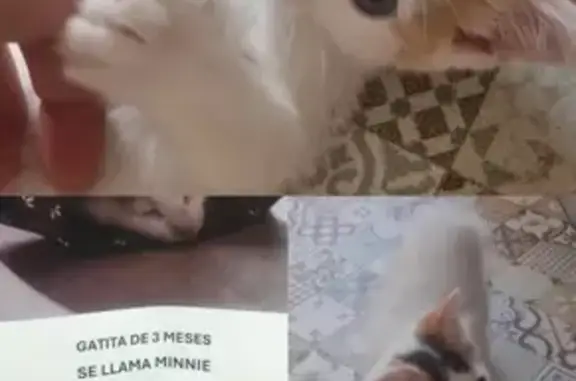 ¡Gata Perdida! Minnie, 3 meses, blanca con cola y orejas negras