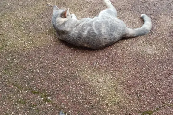 Chatte trouvée miaulant à Cesancey - photo