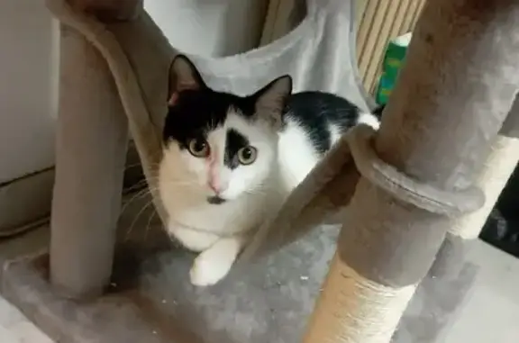 Chat perdu, , photo: Chatte peureuse perdue à Nice, quartier Libération