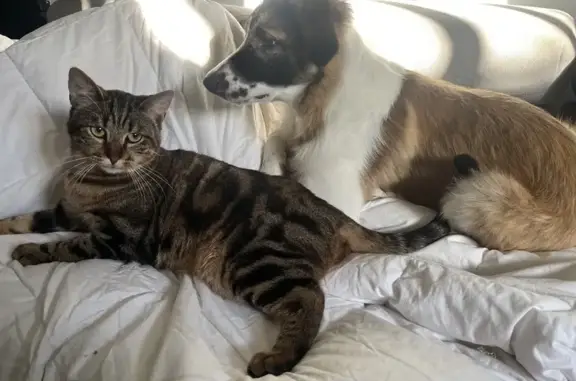 Chat castré non pucé disparu à Haisnes - photo
