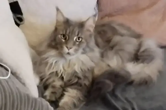 Animaux perdus Neuilly-Saint-Front, photo: Chat Maincoon gris clair perdu à Neuilly-SF