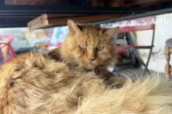 Chat trouvé , photo: Chat roux trouvé avec collier noir à Marcoux