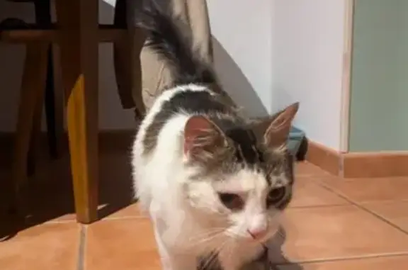 Animaux trouvés Colombes, photo: Chat blanc tacheté trouvé à Colombes (92)
