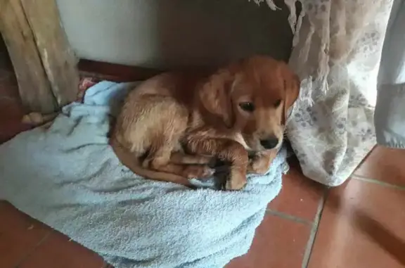 Chiot caramel 3-4 mois trouvé à Châtellerault - photo