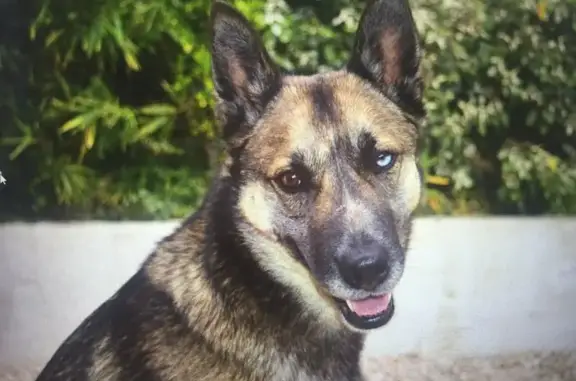 Chien perdu , photo : Chienne Croisée Malinois Husky Perdue à Brem