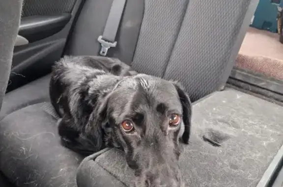 Chienne trouvée à Mailley-et-Chazelot - photo