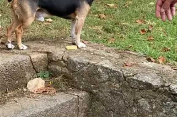 Chien trouvé , photo: Petit chien trouvé avec collier électronique