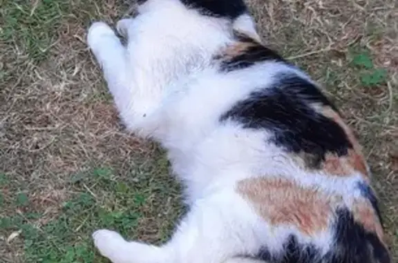 Chat perdu, , photo: Chatte écaille disparue depuis le 15 août