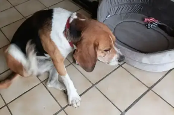 Beagle mâle trouvé à Incheville, rue Jean Moulin - photo