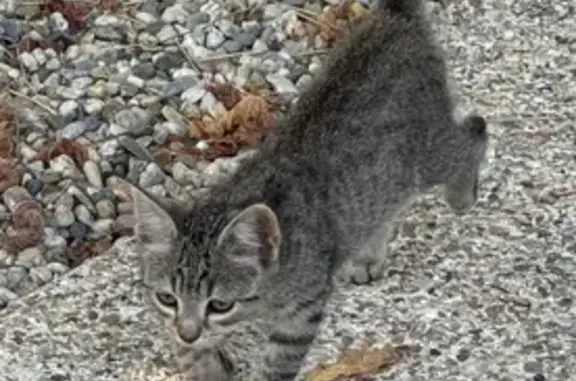 Chat gris tigre trouvé, sociable, Beychac-et-Caillau - photo