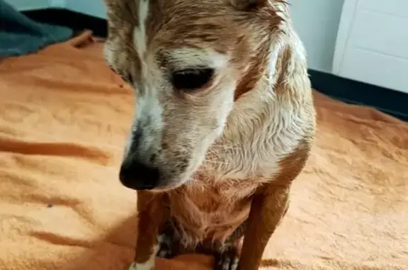 Animaux trouvés Nouvelle-Aquitaine, photo: Chienne rousse trouvée, gestante, Civrac-de-Blaye