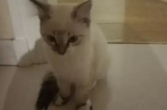 Chat blanc mâle TITI perdu à Arc-sur-Tille - photo