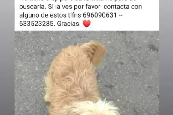 ¡Urgente! Perrita Blanca y Canela Perdida