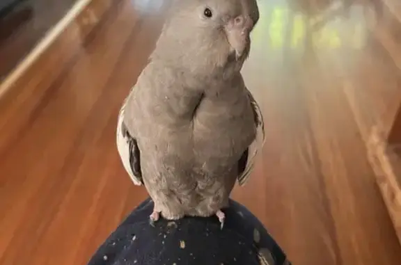 Lost Grey Cockatiel - High Reward in Altona