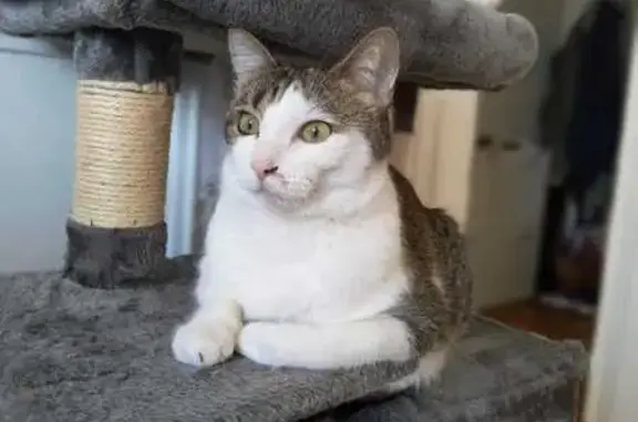 Animaux perdus Limoges, photo: Chat Tigré Blanc Disparu à Limoges, Rue Bac