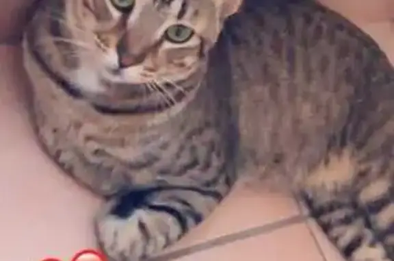 Chat disparu à la Résidence Pin Vert, Aubagne - photo