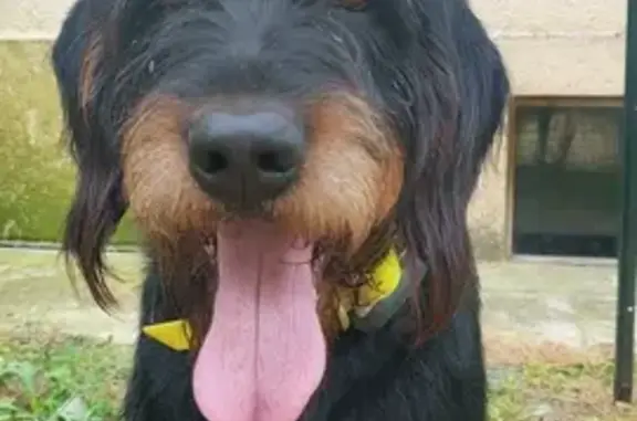 Chien griffon croisé trouvé à Moulon (53) - photo