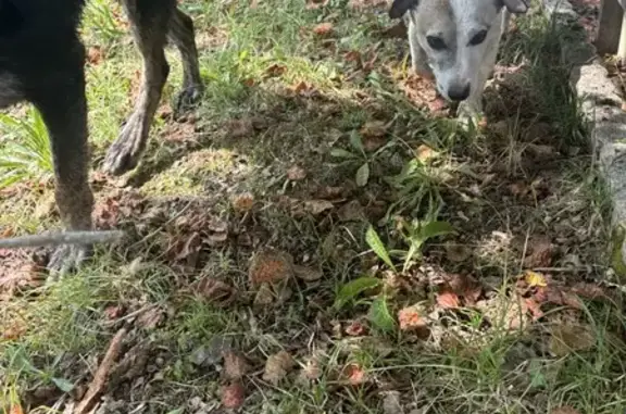 Deux chiens trouvés à Ussel : noir et Jack Russel - photo