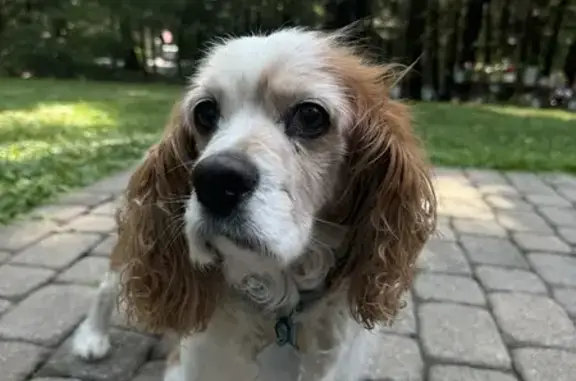 Missing 15-Year-Old Cavalier Spaniel in Stroudsburg