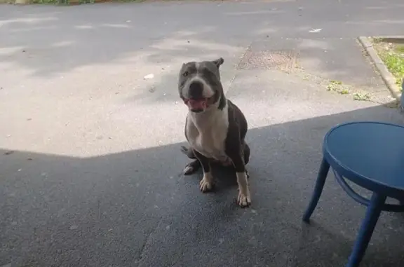 Chien trouvé La Bassée, photo: Chien sans collier trouvé Rue des Fossés, 32