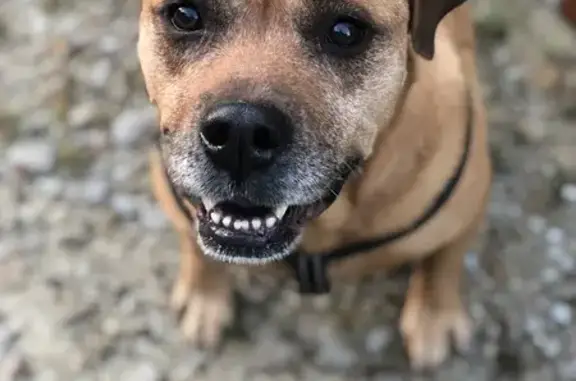 Chien perdu , photo : Chien mâle 10 ans perdu à Bagnoles de l'Orne