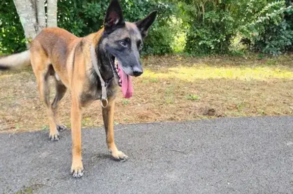 Chien trouvé Bénesse-Maremne, photo: Jeune malinois marron trouvé route d'Angresse