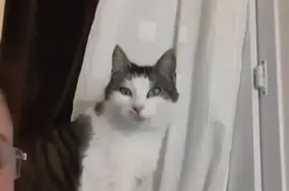 Animaux perdus , photo: Chat peureux sans collier perdu à La Verdière