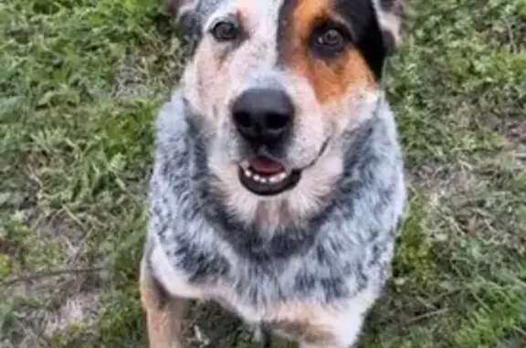 Lost Blue Heeler on N. Saginaw Blvd, Fort Worth