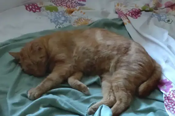 Animaux perdus , photo: Chat roux perdu à Seloncourt, forêt 16.08
