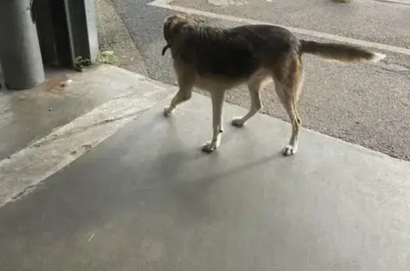 Chien mâle stérilisé trouvé à Argentat - photo