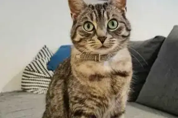 Animaux perdus Reims, photo: Chatte Perdue à Clairmarais: Yuna, Rue Courcelles