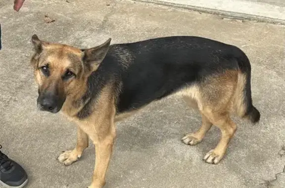 Found: Sweet Female German Shepherd, High Point