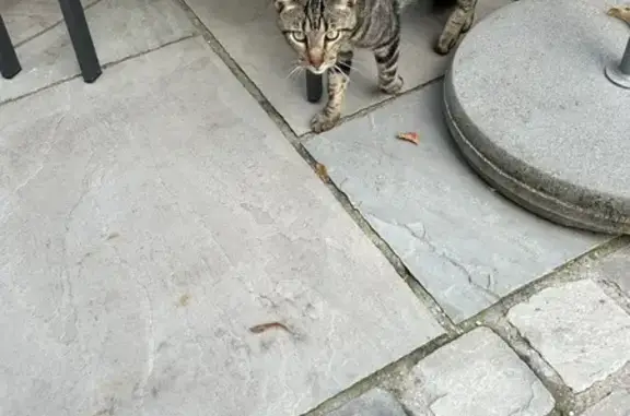 Chat tigré docile trouvé à Lambersart - photo