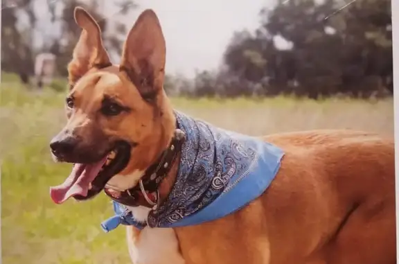 Perro Perdido: Mestizo Pastor Belga en León, Gto.