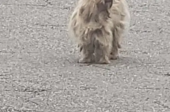 Chien errant sans collier Rue des Cerisiers - photo