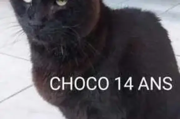 Chat perdu, Pessac, photo: Chat Choco disparu vu près collège Capeyron