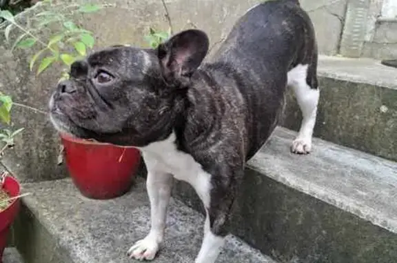 Chien trouvé Luisant, photo: Bouledogue français femelle trouvé à Luisant