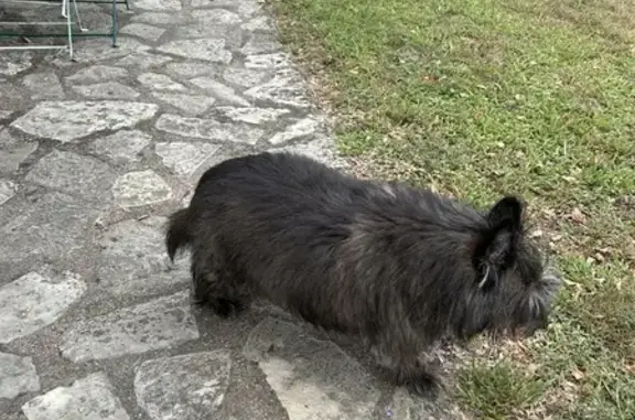 Chien gris trouvé à Pouzay, La Noraie 246 - photo