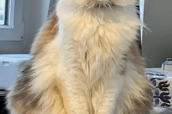 Animaux perdus Déols, photo: Chat disparu, Zia, poils longs, yeux verts