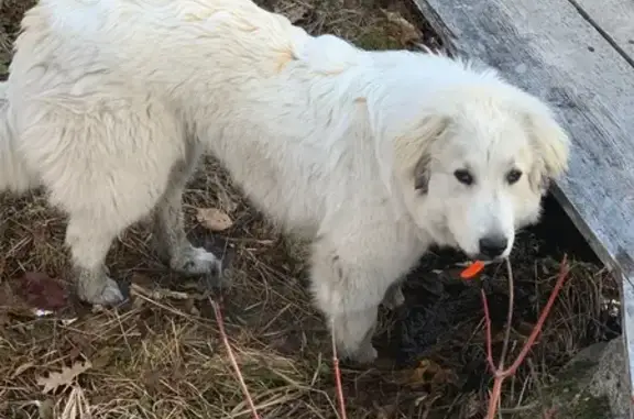 Missing: Maya, Large White Great Pyrenees