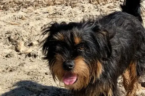 Perro Perdido: Yorkshire Negro, 6 Años, Mora de Ebro