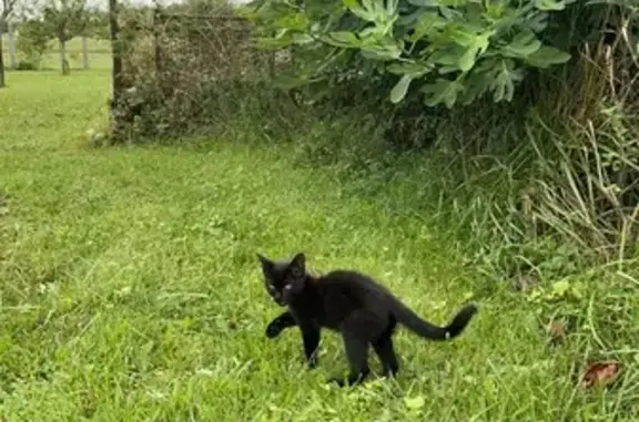 Chaton noir trouvé Rue de la Mairie 32 - photo