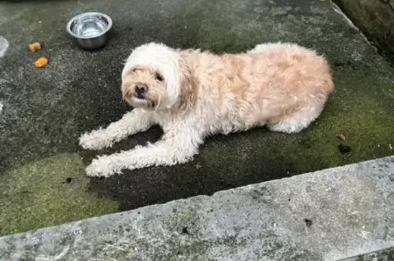 Sweet Lost Dog Found in Taylor, MI - Help!