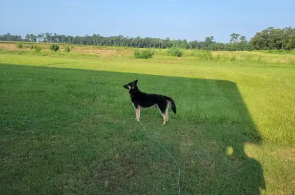 Found: Male Miniature German Shepherd Near Plymouth, NC