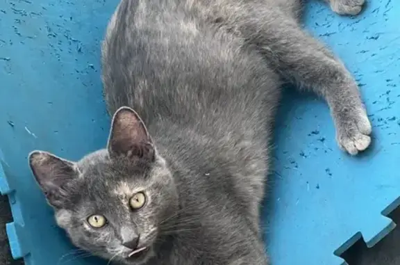 Animaux trouvés Vaulx-en-Velin, photo: Chat trouvé Rue Baumer, Vaulx-en-Velin