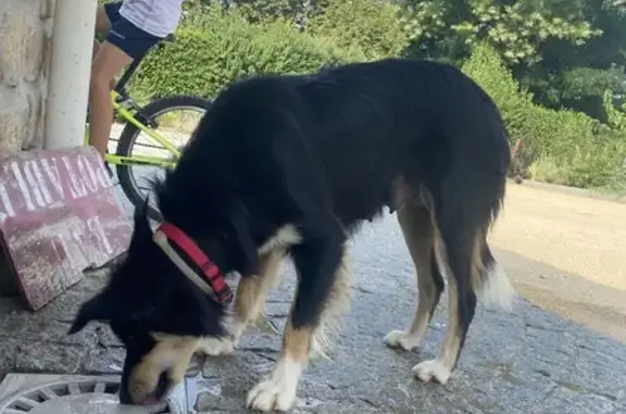 Chien trouvé , photo: Chien trouvé devant mairie de St-Julien-du-Serre