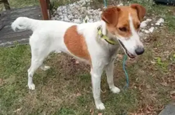 Chien trouvé collier jaune à Saint-Pierre - photo