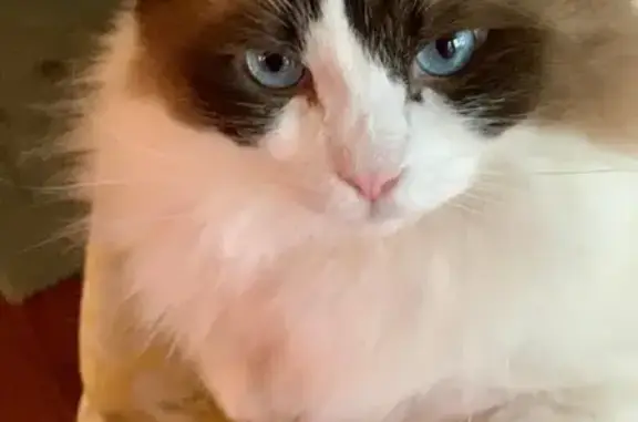 Missing Ragdoll Cat: Blue Eyes, North Andover