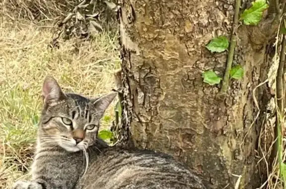 Chat perdu, , photo: Chatte fine disparue à Aire Total Paris