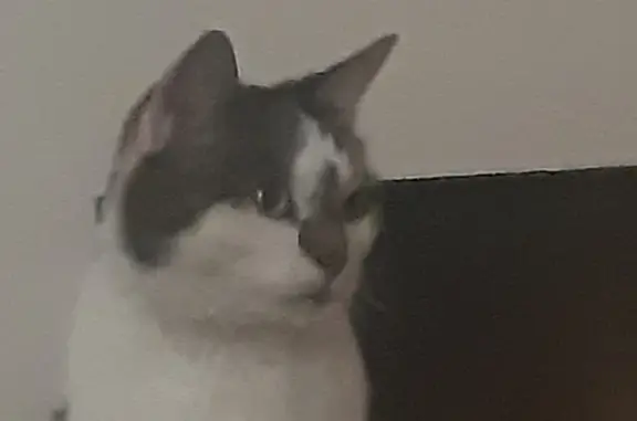 Chat Perdu : Minette Grise et Blanche à Villeperdue - photo